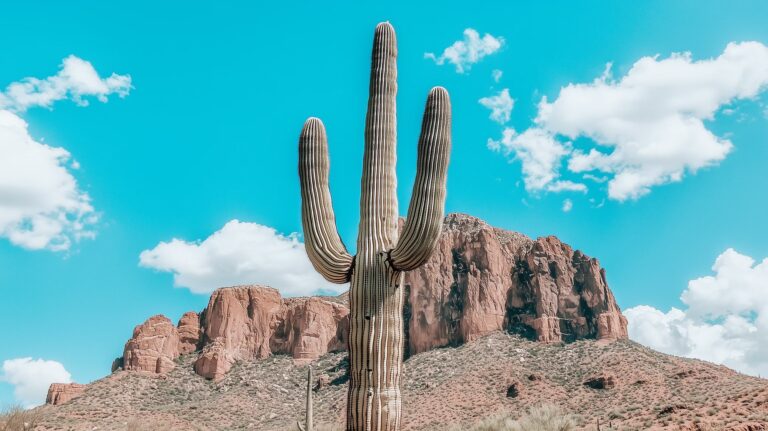 Unlock Stress-Free Medical Travel: Your Guide to Seamless Long-Distance Logistics in Arizona